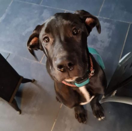 Dogge sucht zu hause