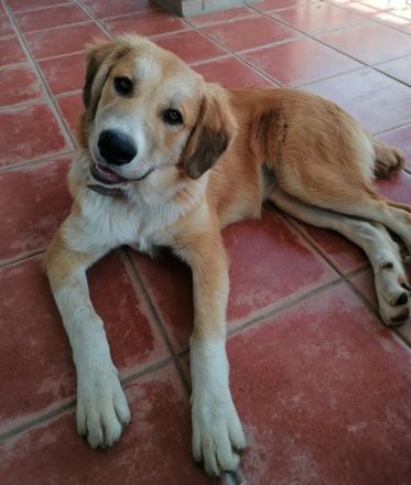 Idis, geb. 12/2023, GRIECHENLAND, auf einem Gelände, auf dem die Hunde notdürftig versorgt werden