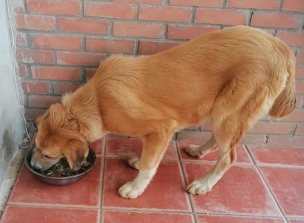 Idis, geb. 12/2023, GRIECHENLAND, auf einem Gelände, auf dem die Hunde notdürftig versorgt werden