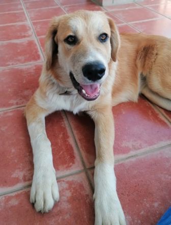 Idis, geb. 12/2023, GRIECHENLAND, auf einem Gelände, auf dem die Hunde notdürftig versorgt werden