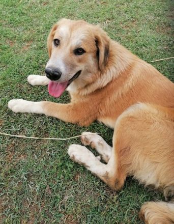 Idis, geb. 12/2023, GRIECHENLAND, auf einem Gelände, auf dem die Hunde notdürftig versorgt werden