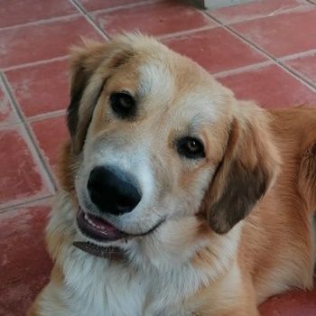 Idis, geb. 12/2023, GRIECHENLAND, auf einem Gelände, auf dem die Hunde notdürftig versorgt werden