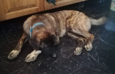 Haja, geb. 12/2023, GRIECHENLAND, auf einem Gelände, auf dem die Hunde notdürftig versorgt werden