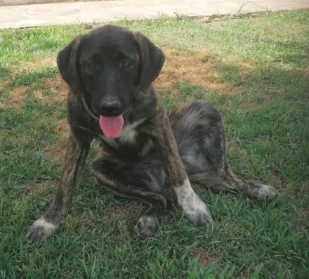 Haja, geb. 12/2023, GRIECHENLAND, auf einem Gelände, auf dem die Hunde notdürftig versorgt werden