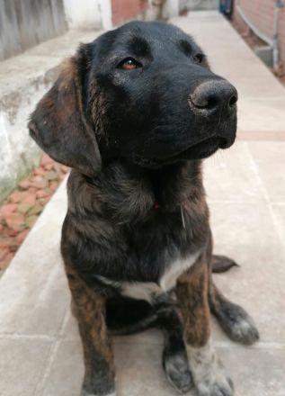 Haja, geb. 12/2023, GRIECHENLAND, auf einem Gelände, auf dem die Hunde notdürftig versorgt werden