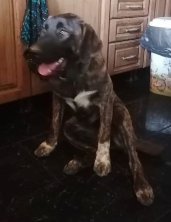 Haja, geb. 12/2023, GRIECHENLAND, auf einem Gelände, auf dem die Hunde notdürftig versorgt werden