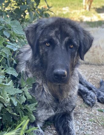 Zazu, geb. ca. 10/2022, lebt in GRIECHENLAND, auf einer privaten Pflegestelle