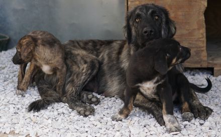 Zazu, geb. ca. 10/2022, lebt in GRIECHENLAND, auf einer privaten Pflegestelle