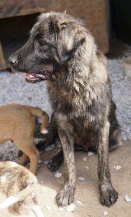 Zazu, geb. ca. 10/2022, lebt in GRIECHENLAND, auf einer privaten Pflegestelle