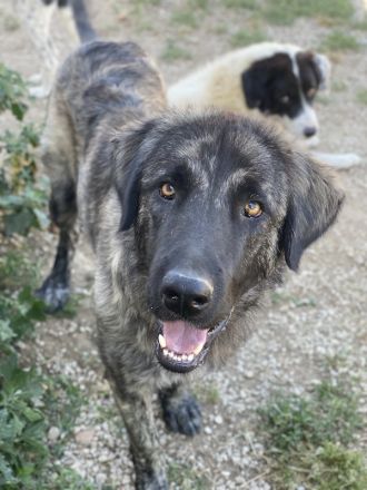 Zazu, geb. ca. 10/2022, lebt in GRIECHENLAND, auf einer privaten Pflegestelle