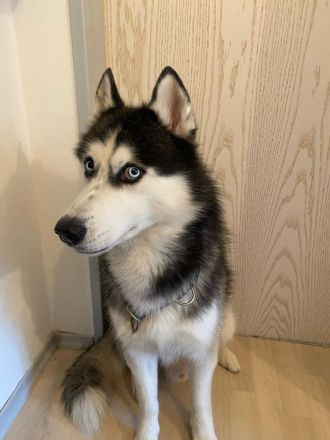 Deckrüde Sibirischer Husky