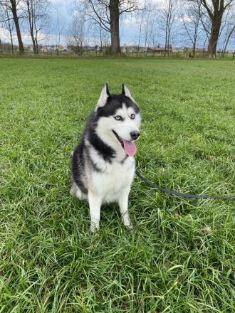 Deckrüde Sibirischer Husky