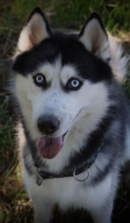 Deckrüde Sibirischer Husky