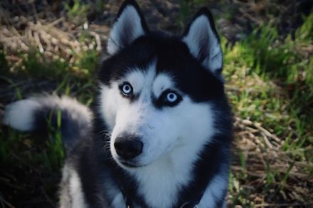 Deckrüde Sibirischer Husky