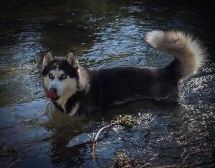Deckrüde Sibirischer Husky