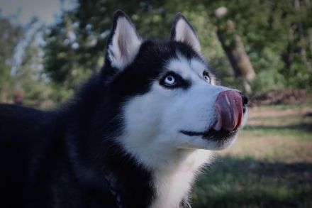 Deckrüde Sibirischer Husky