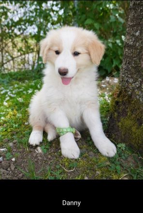 Border Collie Welpen