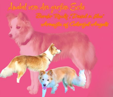 Border Collie Welpen