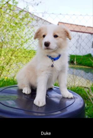 Border Collie Welpen