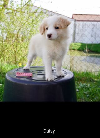 Border Collie Welpen