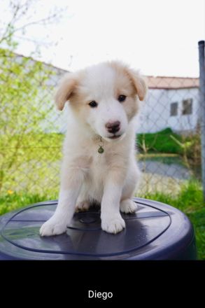 Border Collie Welpen