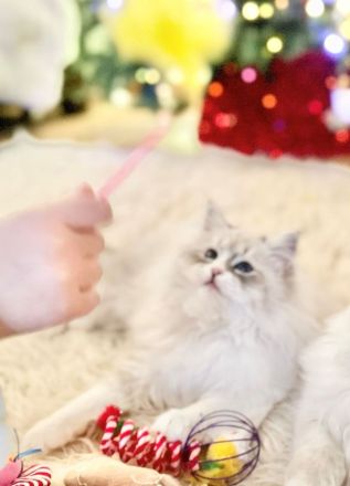 Sibirische Waldkatze Katze Neva Masquerade Blaue Augen Stammbaum