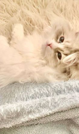 Sibirische Waldkatze Katze Neva Masquerade Blaue Augen Stammbaum