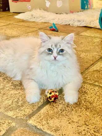 Sibirische Waldkatze Katze Neva Masquerade Blaue Augen Stammbaum