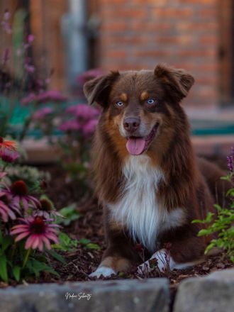 Australian Shepherd-Deckrüde "Yucon" mit ASCA-Papieren