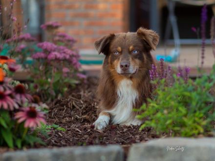 Australian Shepherd-Deckrüde "Yucon" mit ASCA-Papieren