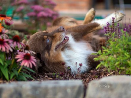 Australian Shepherd-Deckrüde "Yucon" mit ASCA-Papieren