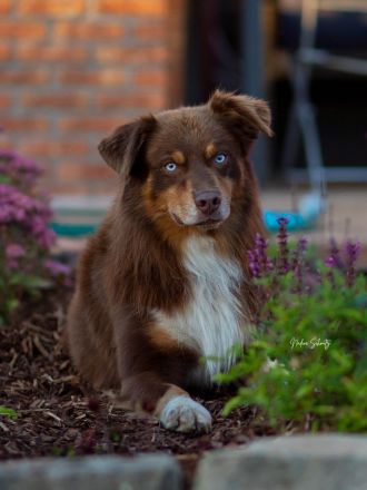 Australian Shepherd-Deckrüde "Yucon" mit ASCA-Papieren