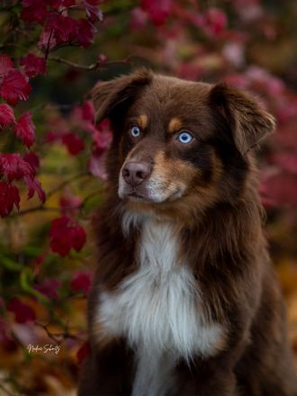 Australian Shepherd-Deckrüde "Yucon" mit ASCA-Papieren