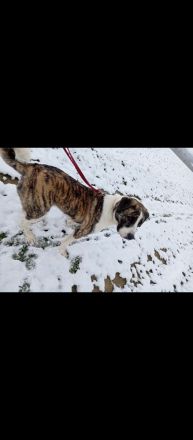 Boxer Mischlings Welpen