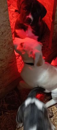 Boxer Mischlings Welpen