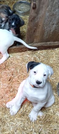 Boxer Mischlings Welpen