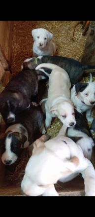 Boxer Mischlings Welpen