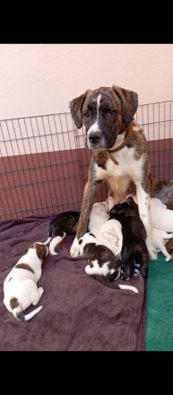 Boxer Mischlings Welpen