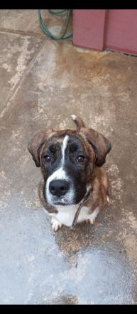 Boxer Mischlings Welpen