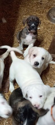 Boxer Mischlings Welpen