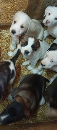 Boxer Mischlings Welpen