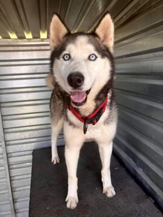 Ragnar - freundlich, aktiv