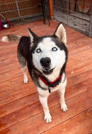 Ragnar - freundlich, aktiv