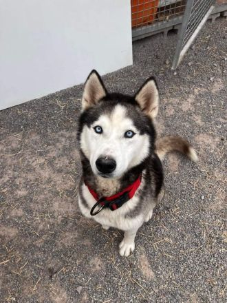 Ragnar - freundlich, aktiv