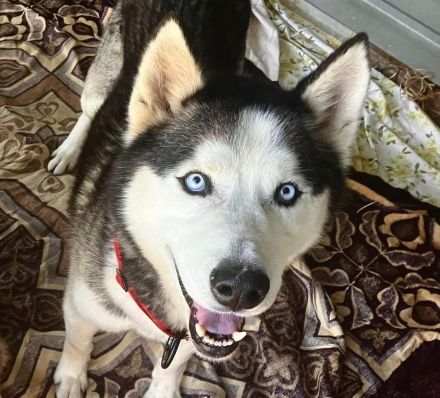 Ragnar - freundlich, aktiv