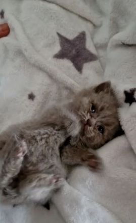 BKH baby katze kitten