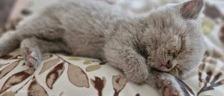 BKH baby katze kitten