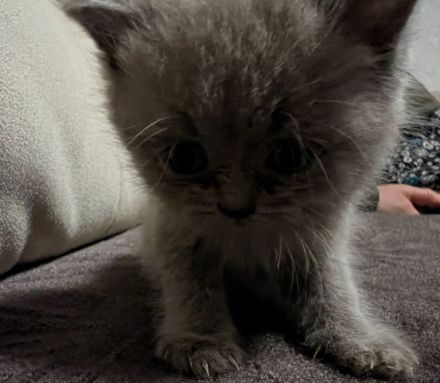 BKH baby katze kitten