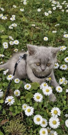 BKH baby katze kitten