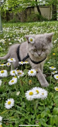 BKH baby katze kitten